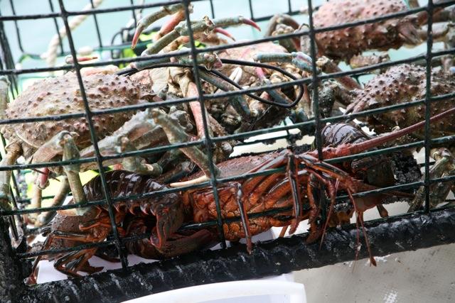 Lobsters and crabs stuck in lobster trap