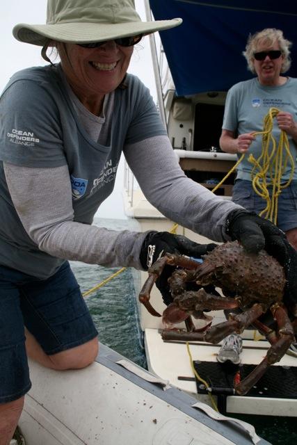 ODA Volunteer crewmember Lisa releasing a crab
