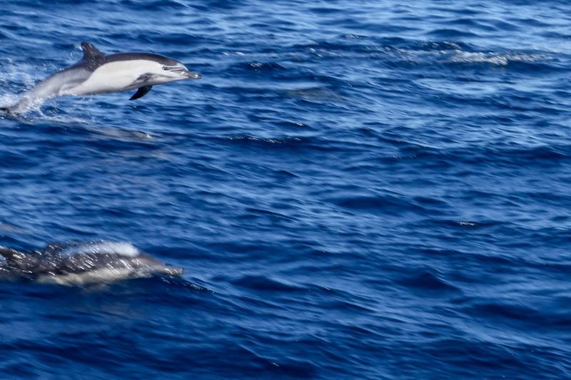 Dolphins leaping in front of the ODA boat bow