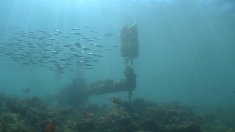 Sunken vessel debris surrounded by school of fish