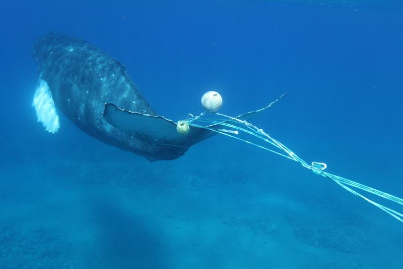 Ghost gear trails diving whale
