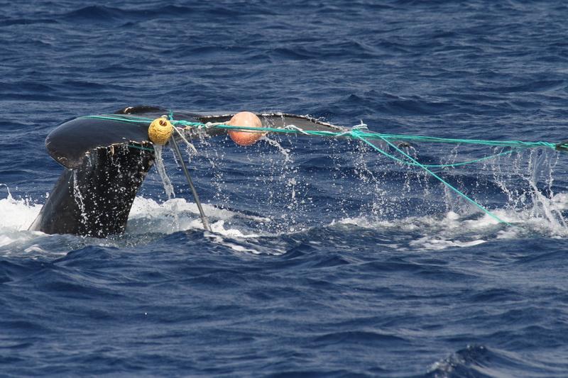 Ghost gear drags on a whale's ability to swim and dive