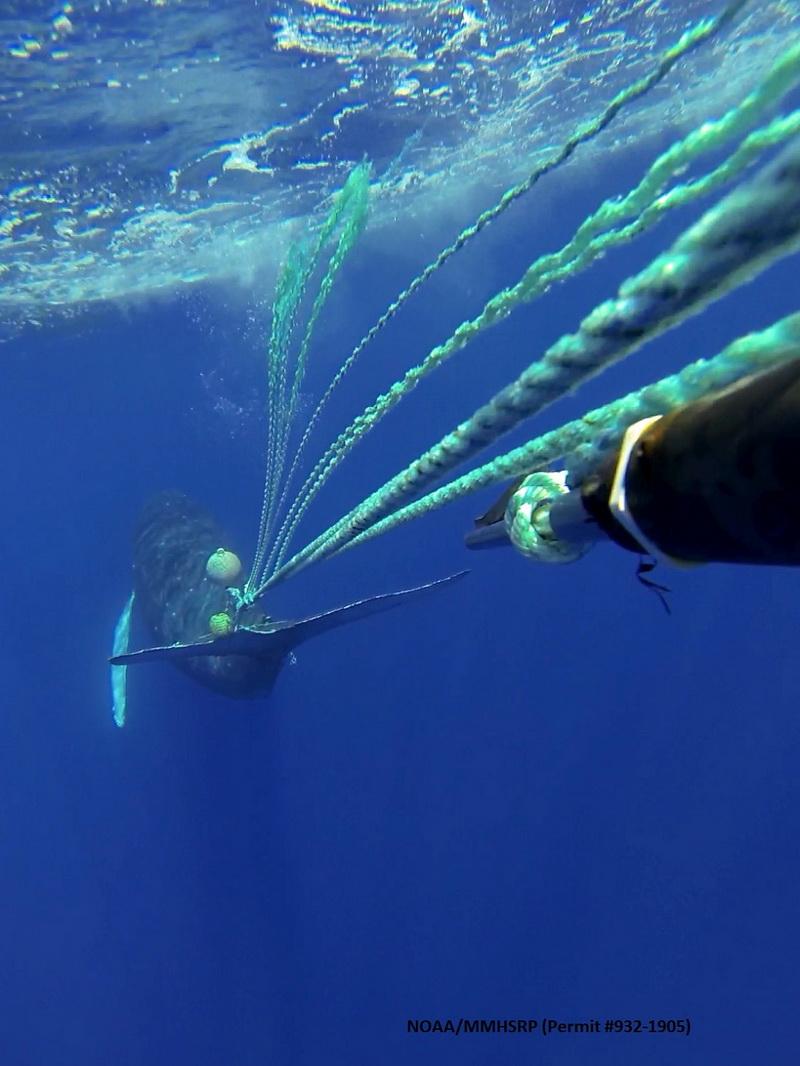 Whale gets tired out by the drag of entangled fishing gear