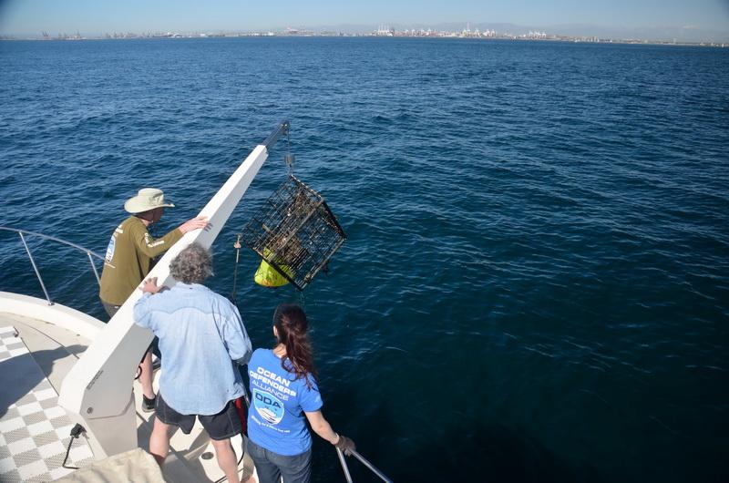 The ocean conservation crew hauling trap with hoist