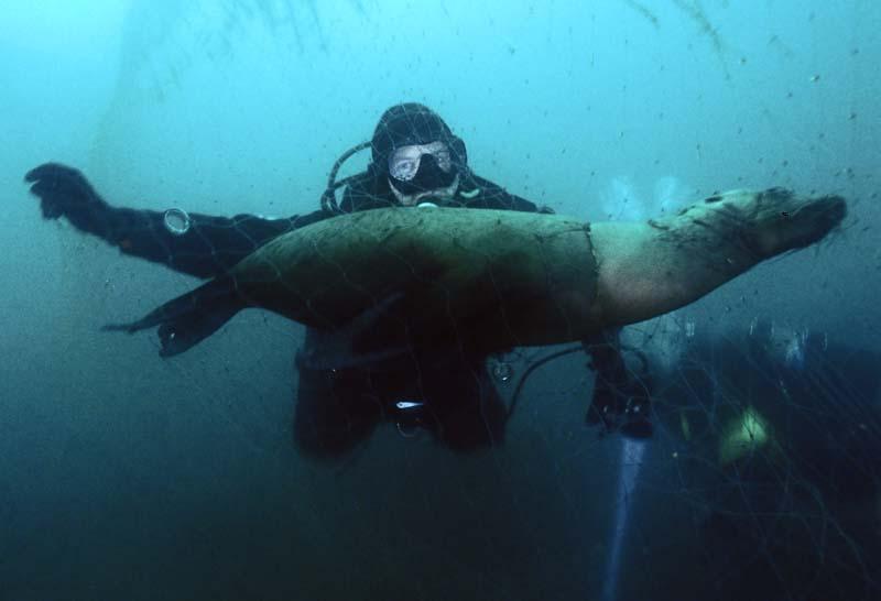 An ODA diver with a dead sea lion killed by abandoned drift netting
