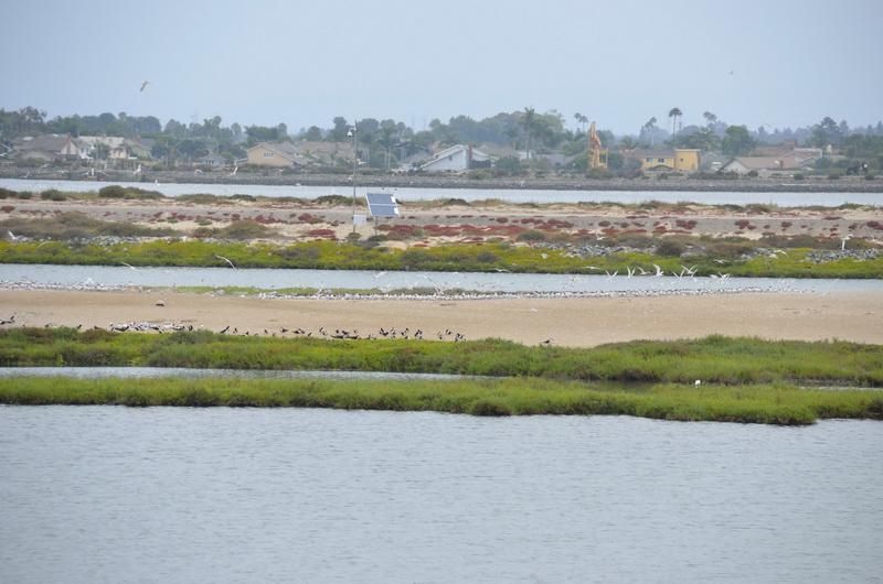 Bolsa Chica with Lest Tern colonoy
