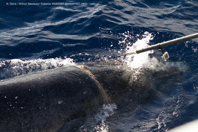 Man using grappling hook to cut line caught on a whale