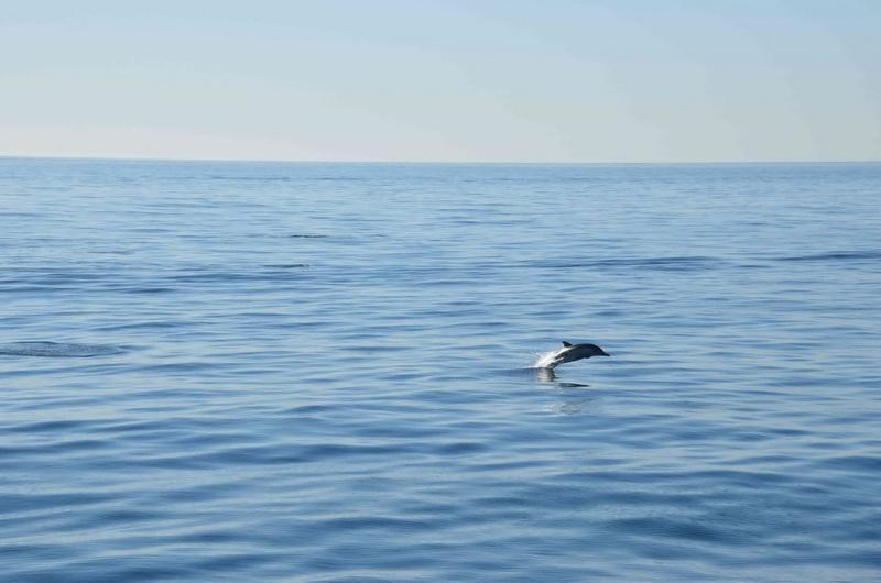 Dolphin jumping near the LegaSea