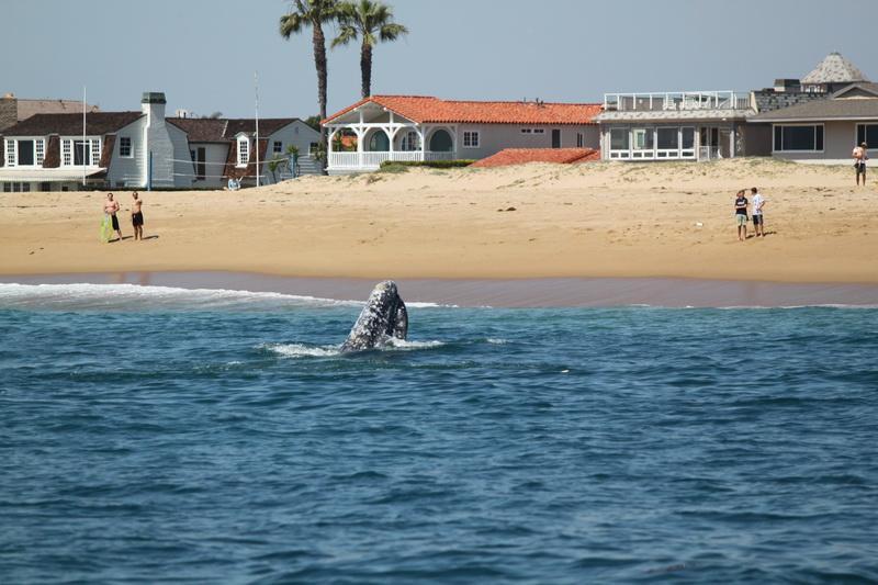 Gray whale very close to shore; more chance of entanglement. Photo courtesy our friend Ryan Lawler of Newport Ocean Adventures.