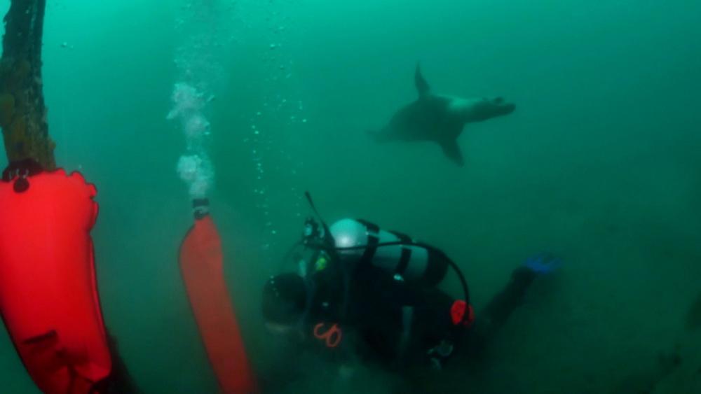 ODA Volunteer scuba diver Bill with sea lion