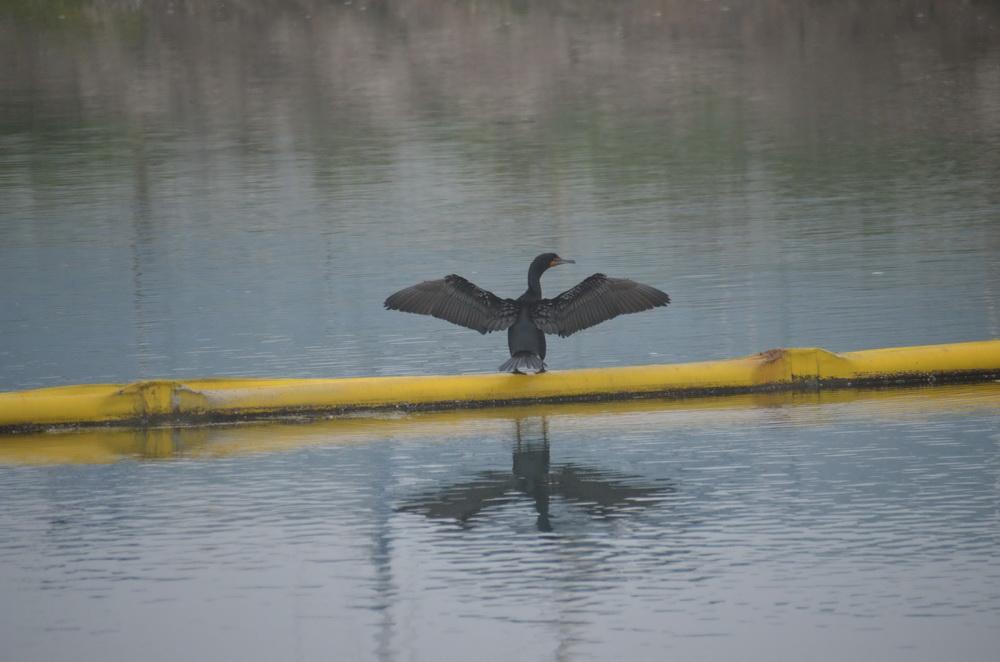Cormorant on boom