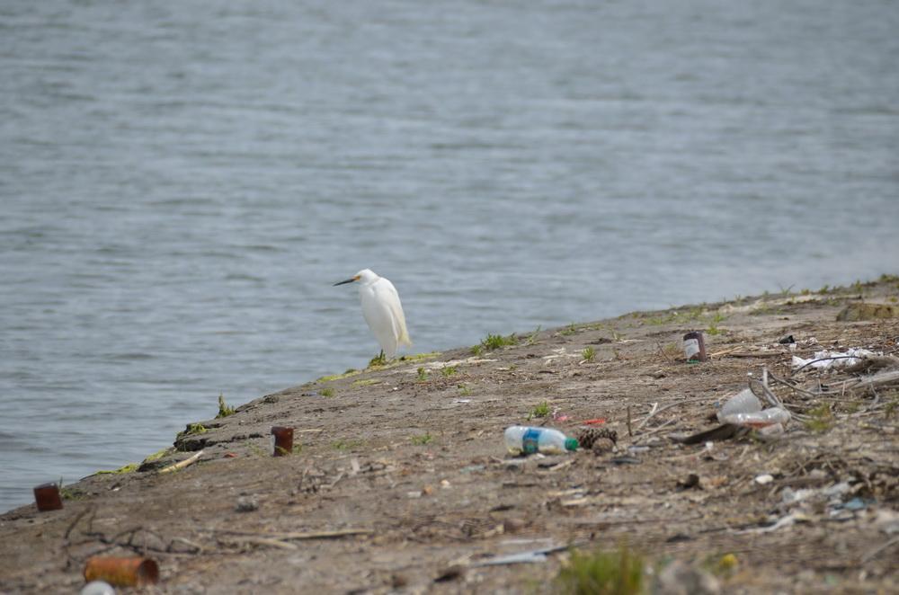 Snowy Egret on trashed shoreline