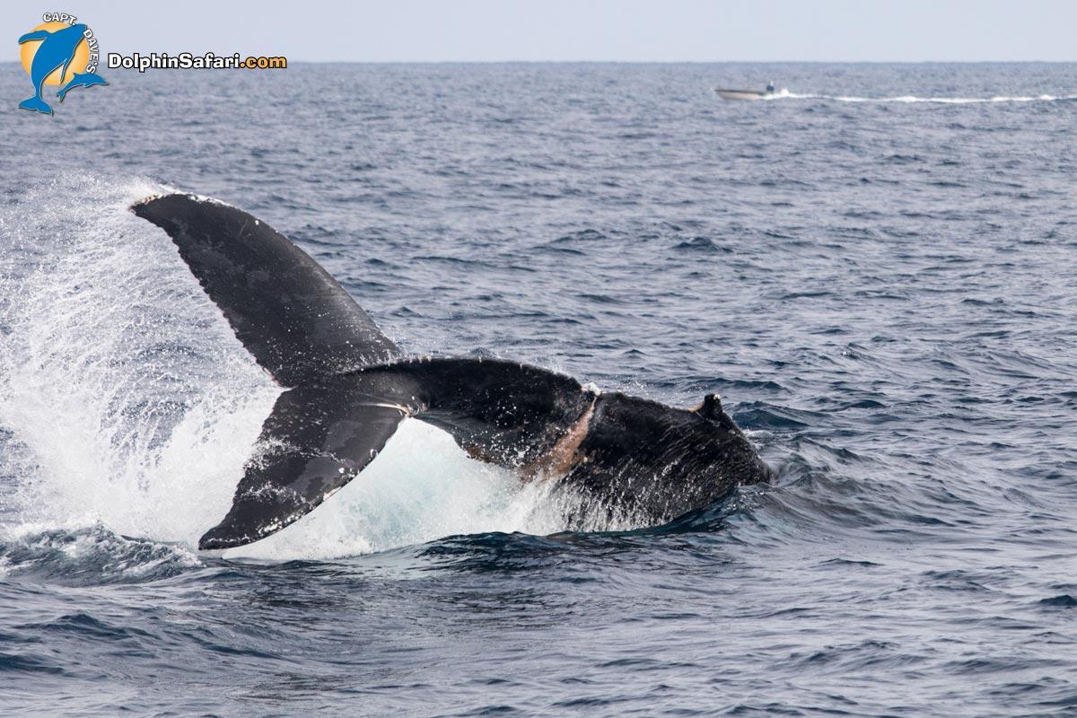  Entangled Humpback Whale, Copyright Dolphin Safari