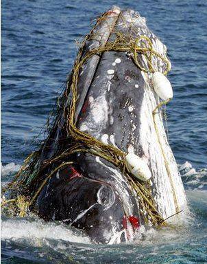 whale head caught in fishing lines