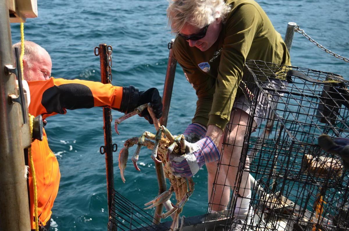 Releasing trapped Sheeps Crab