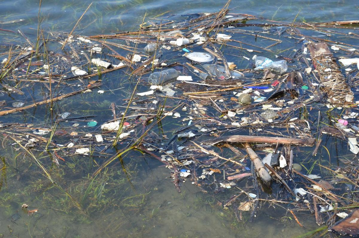 Plastics in eel grass