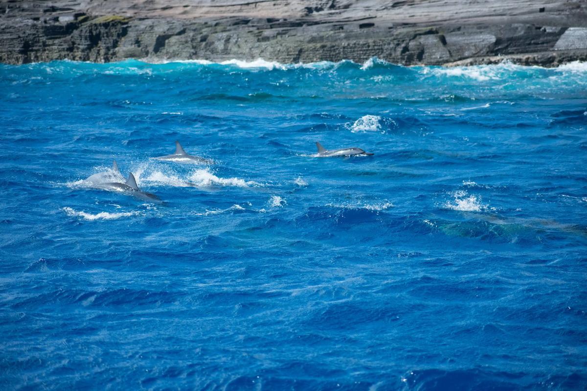 Spinner Dolphins, Oahu, HI