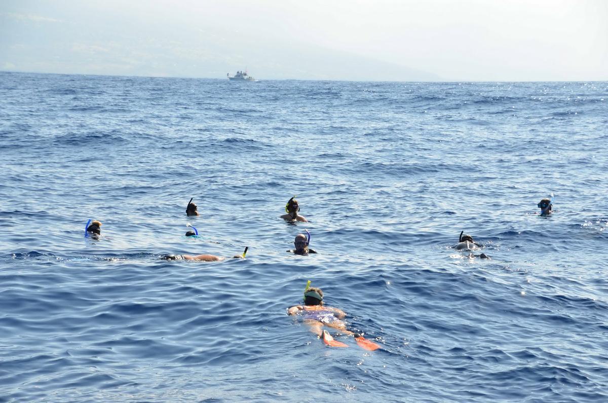 Snorkelers looking for sperm whales
