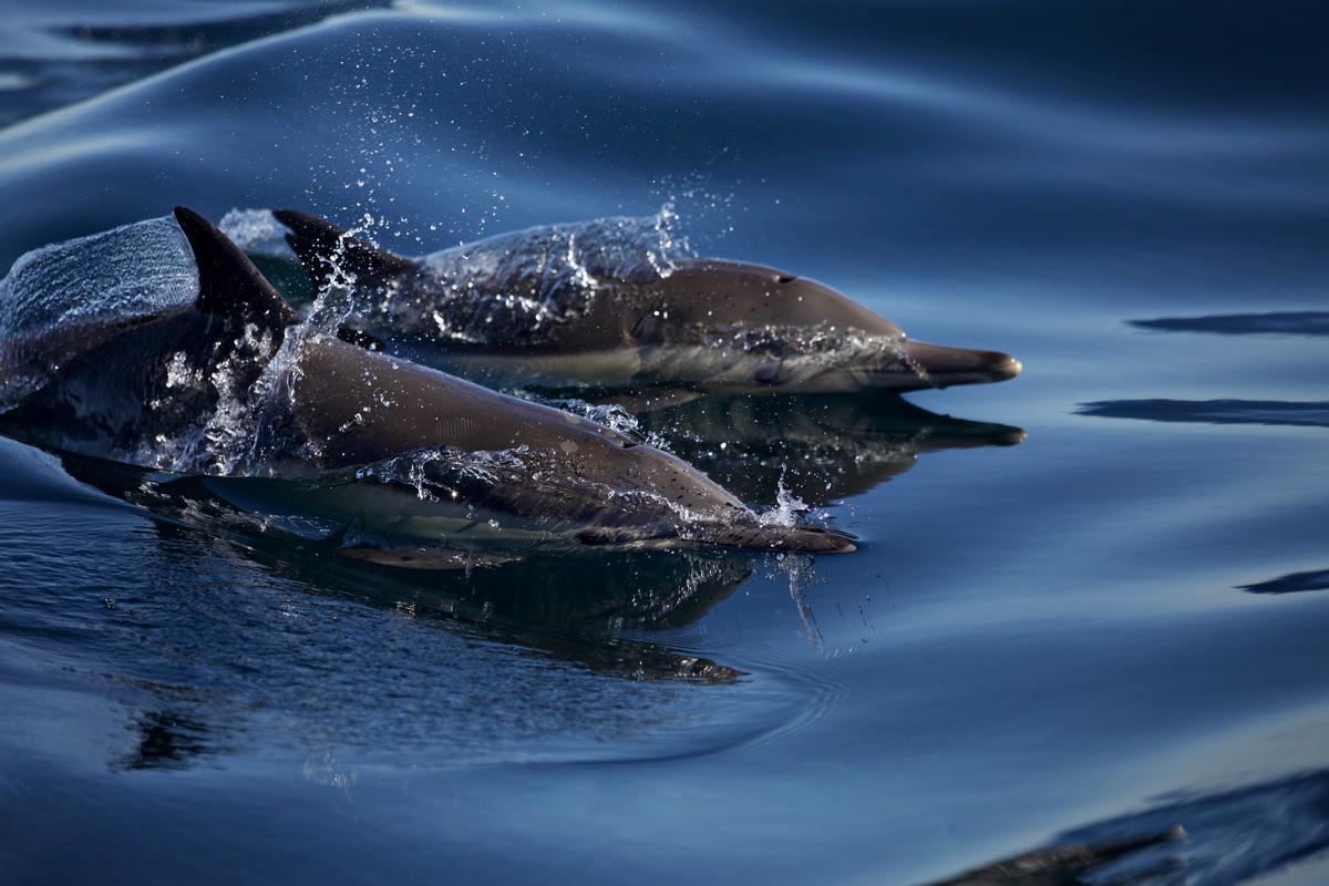 Dolphins by Brooke Palmer