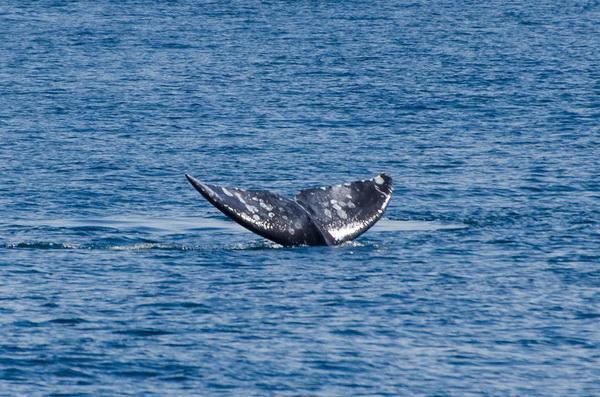 Gray whale tail crop