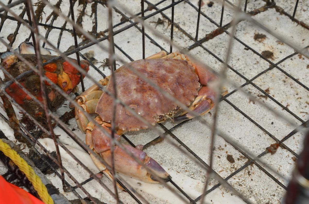 Crab in jail