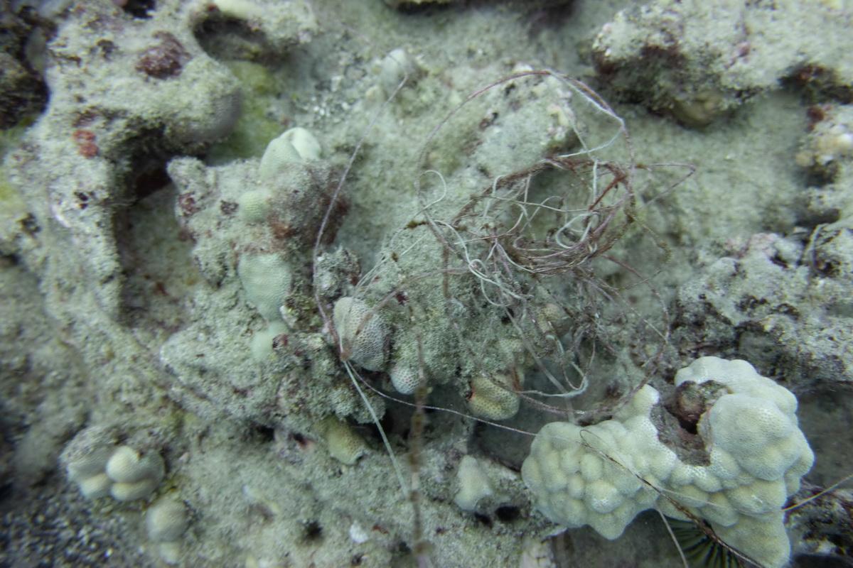 Fishing line entangled on coral