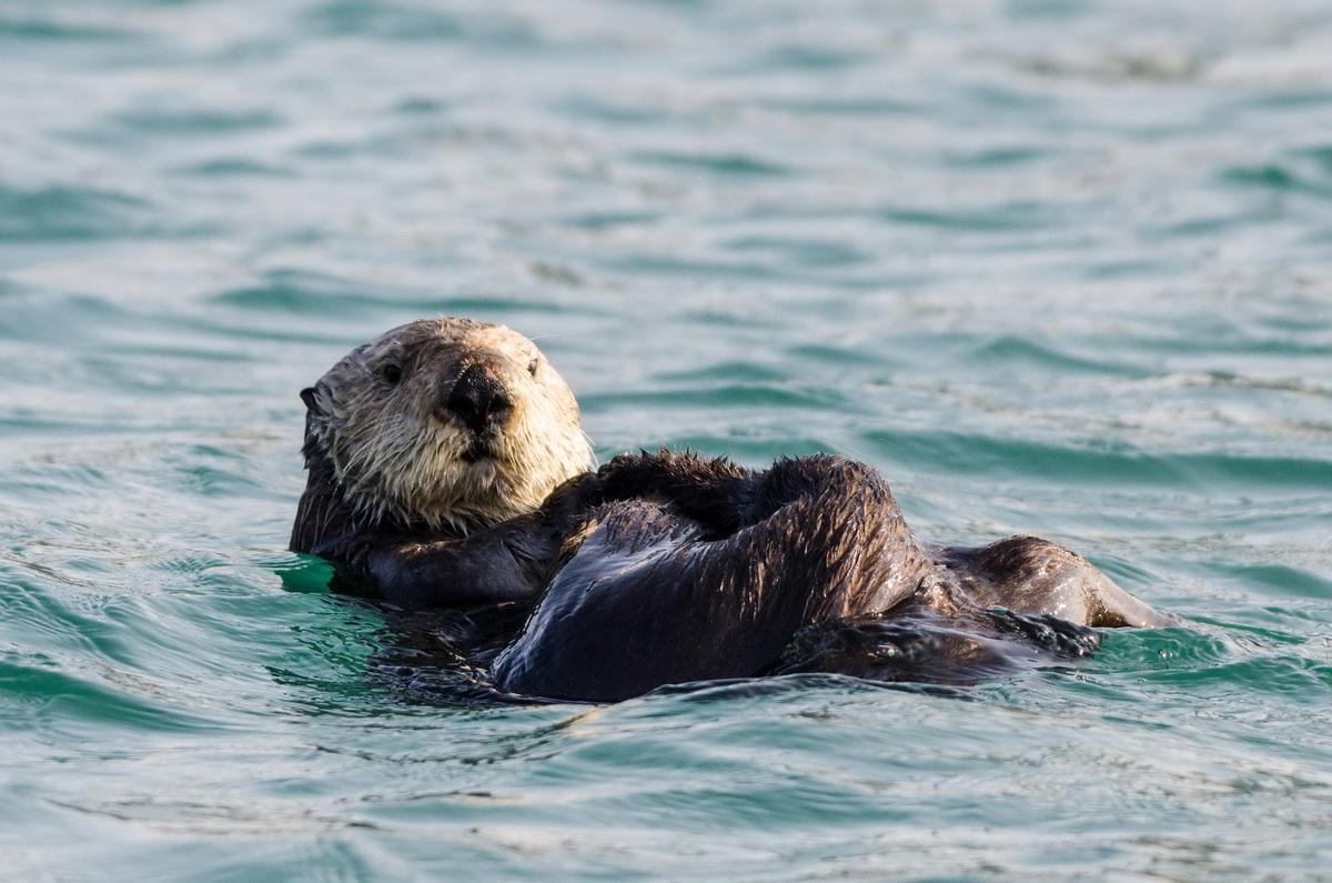Sea Otter on back