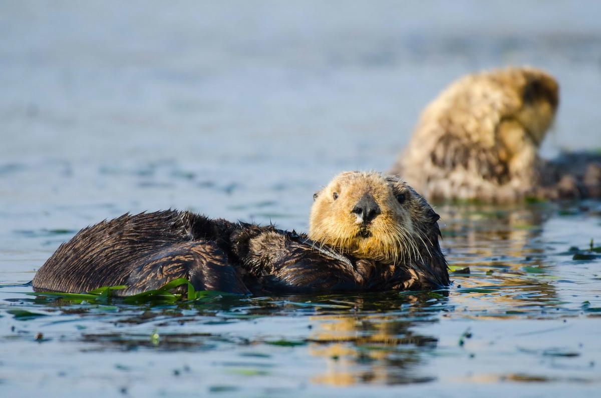 Sea Otters two