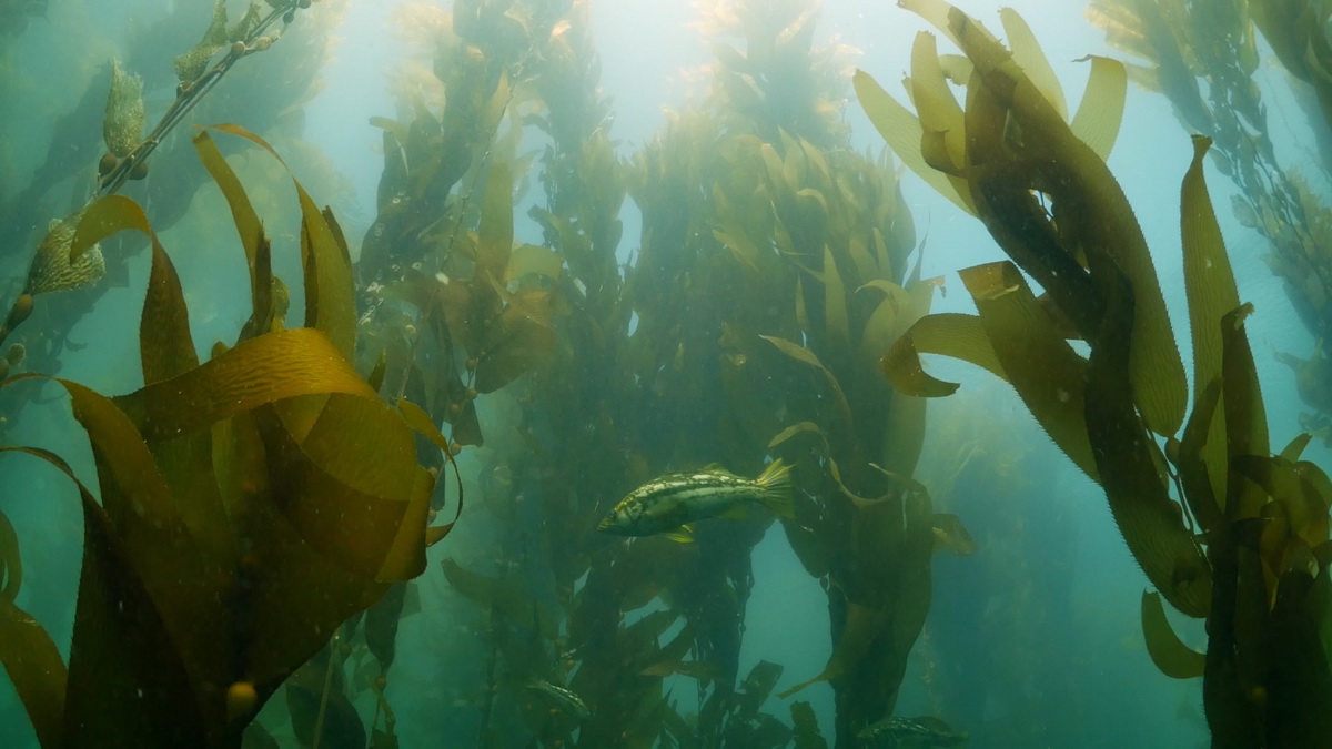Beautiful shot of kelp forest