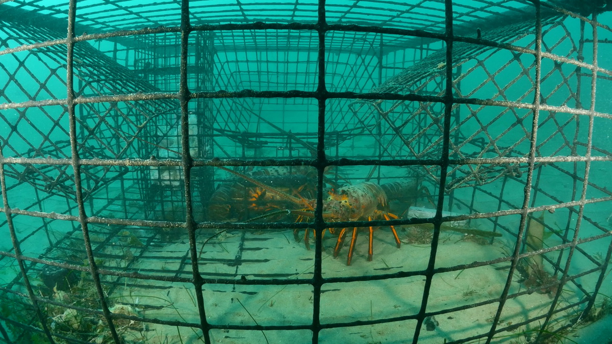 Trapped lobsters