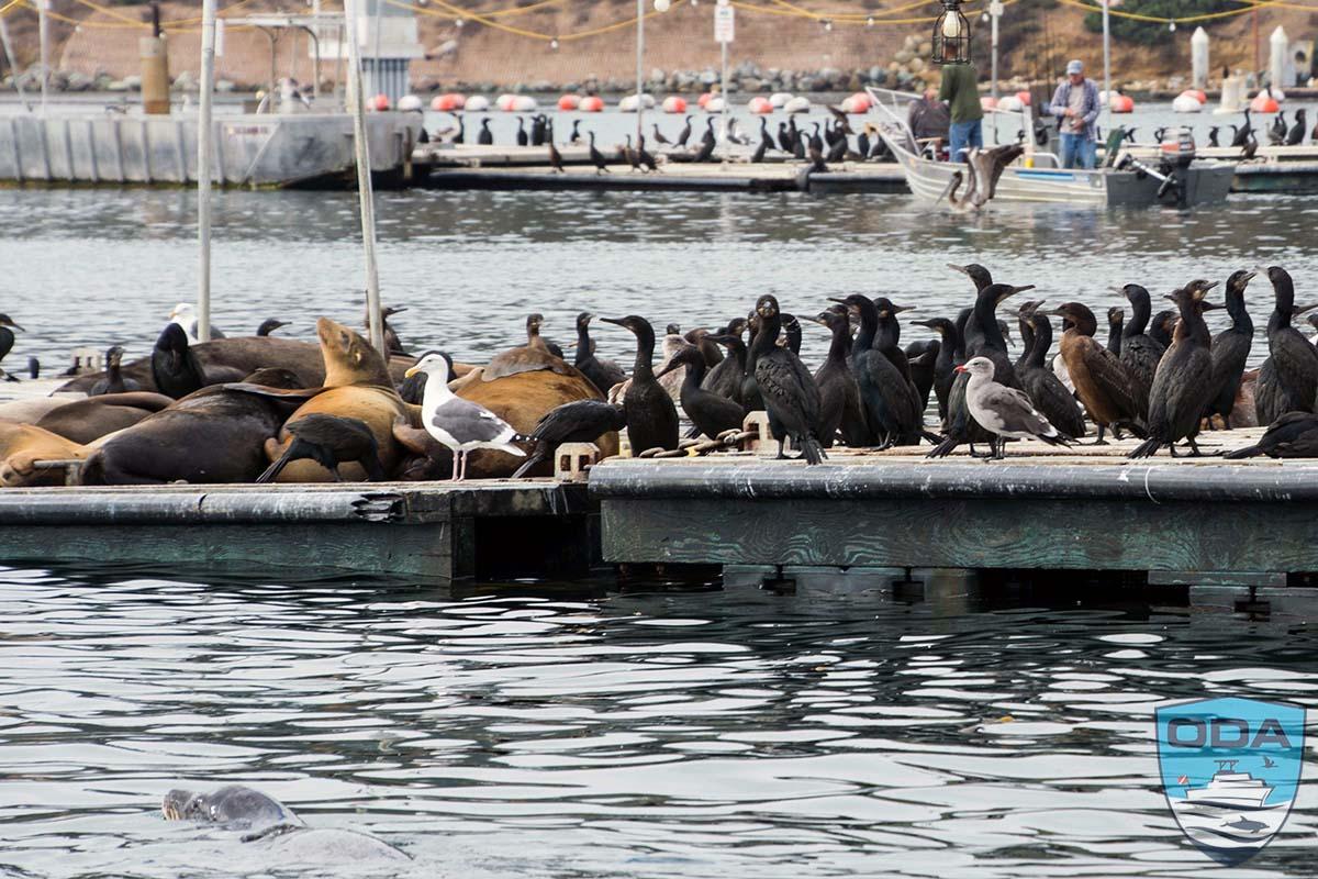 Cormorants n Sea Lions on dock