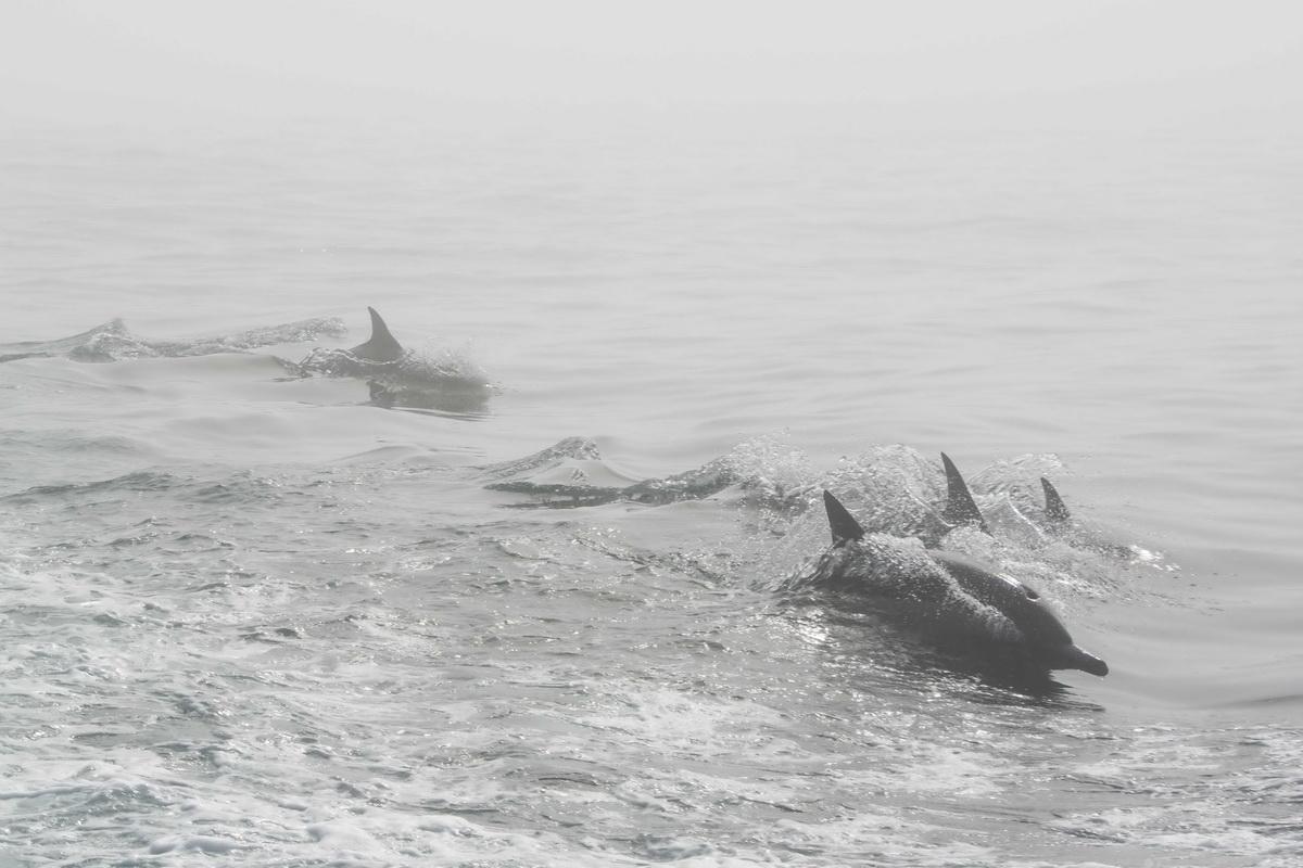 Dolphins in fog