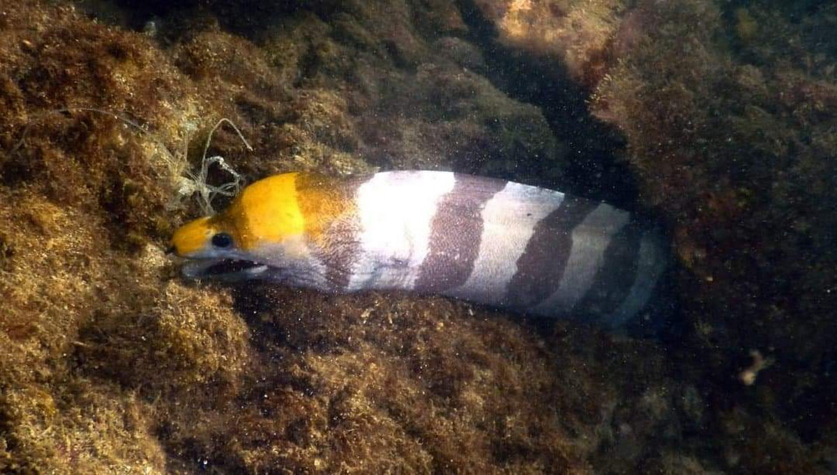  Yellow Head Moray eel dead