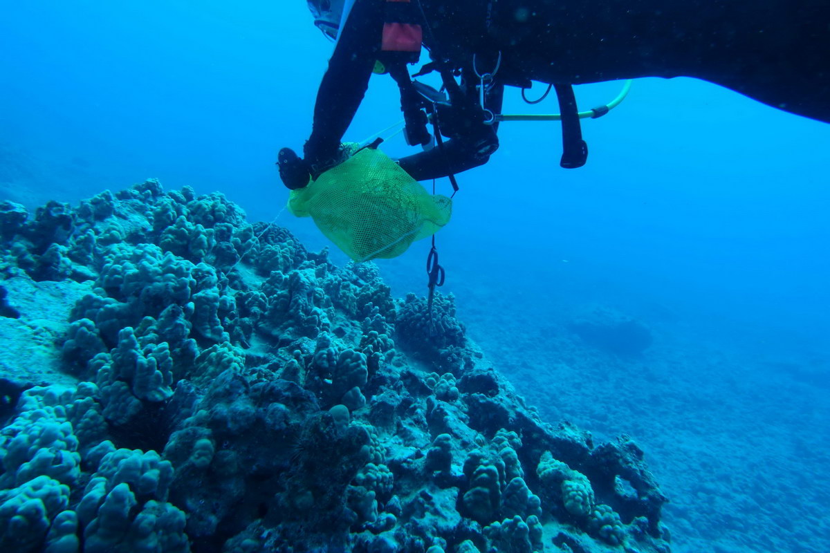 ODA volunteer SCUBA diver collects abandoned fishing line                         