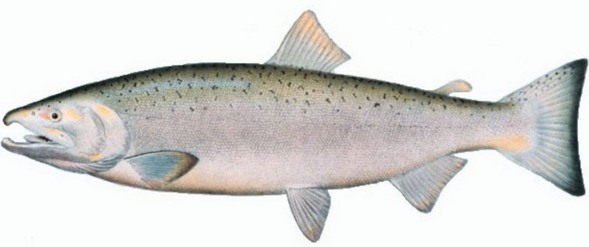 coho salmon