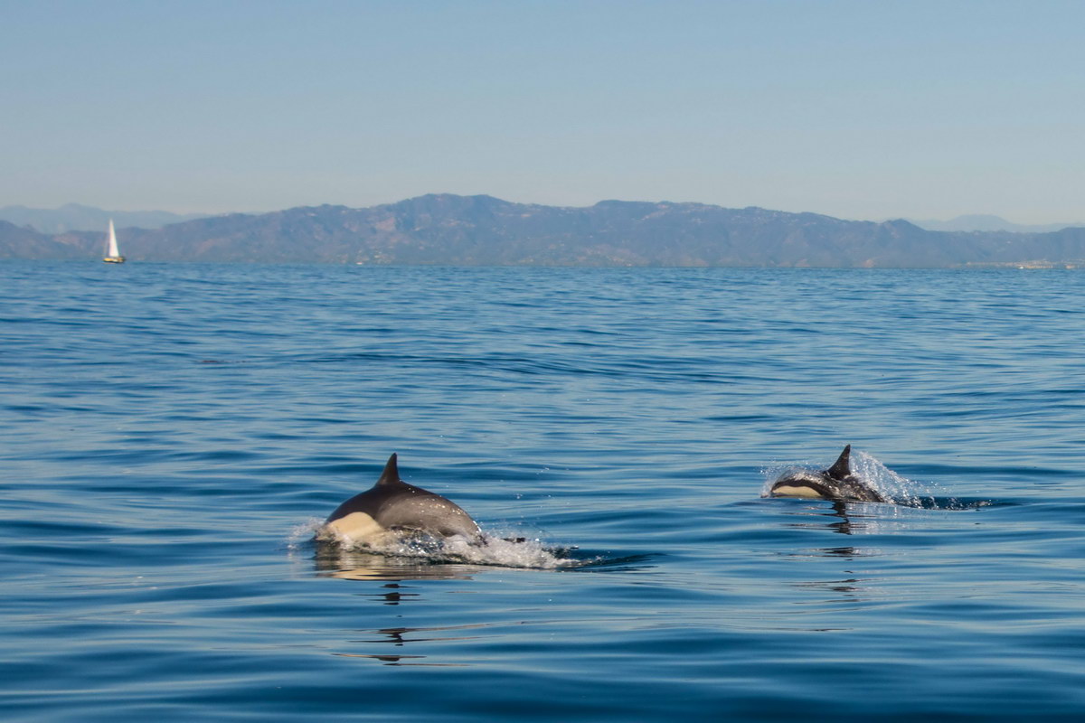 Dolphins escort Ocean Defenders boat