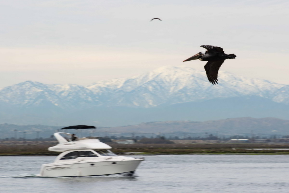 Pelican, boat, mountains
