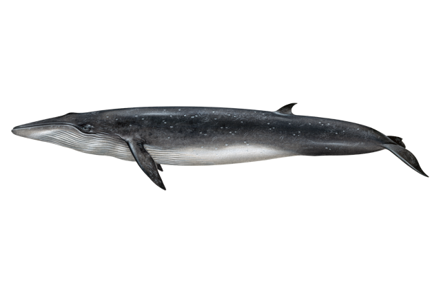Brydes whale courtesy NOAA
