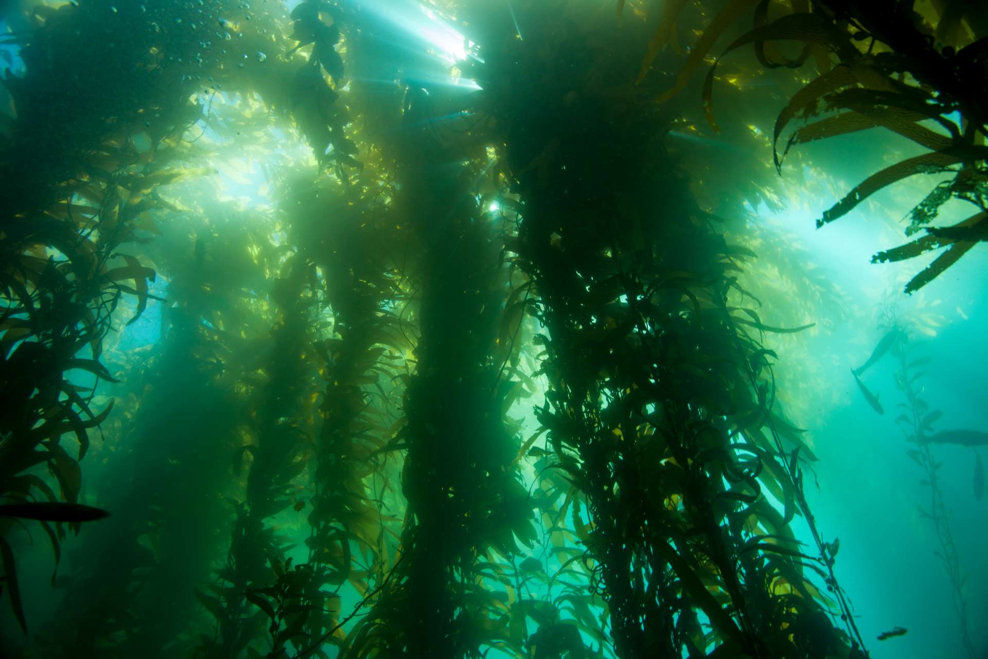 Kelp canopy