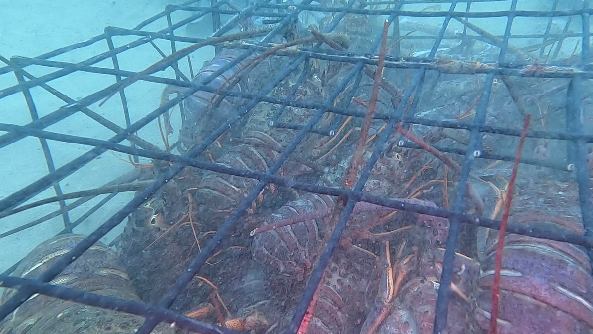 Trapped Lobsters