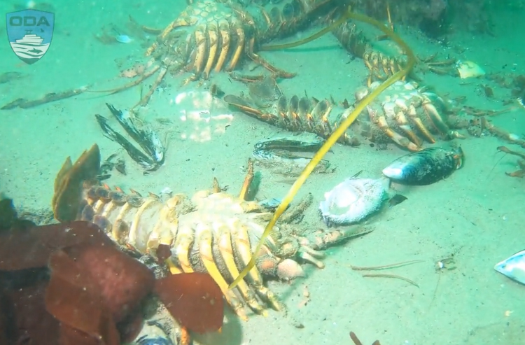 Dead lobsters at trap site