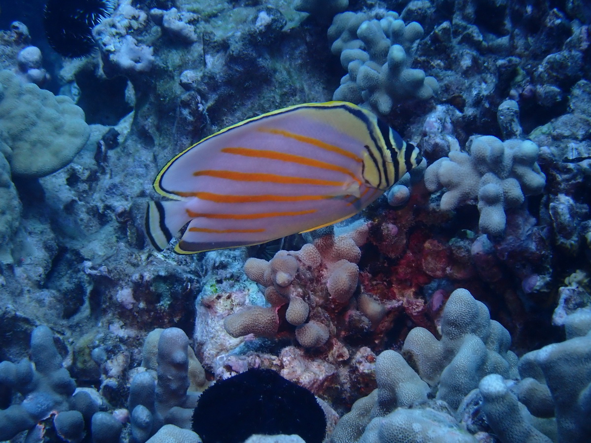 Ornate butterfly fish