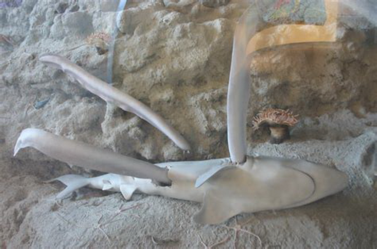 hagfish eating dead shark