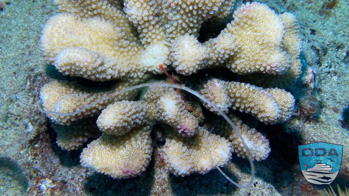 Line on coral