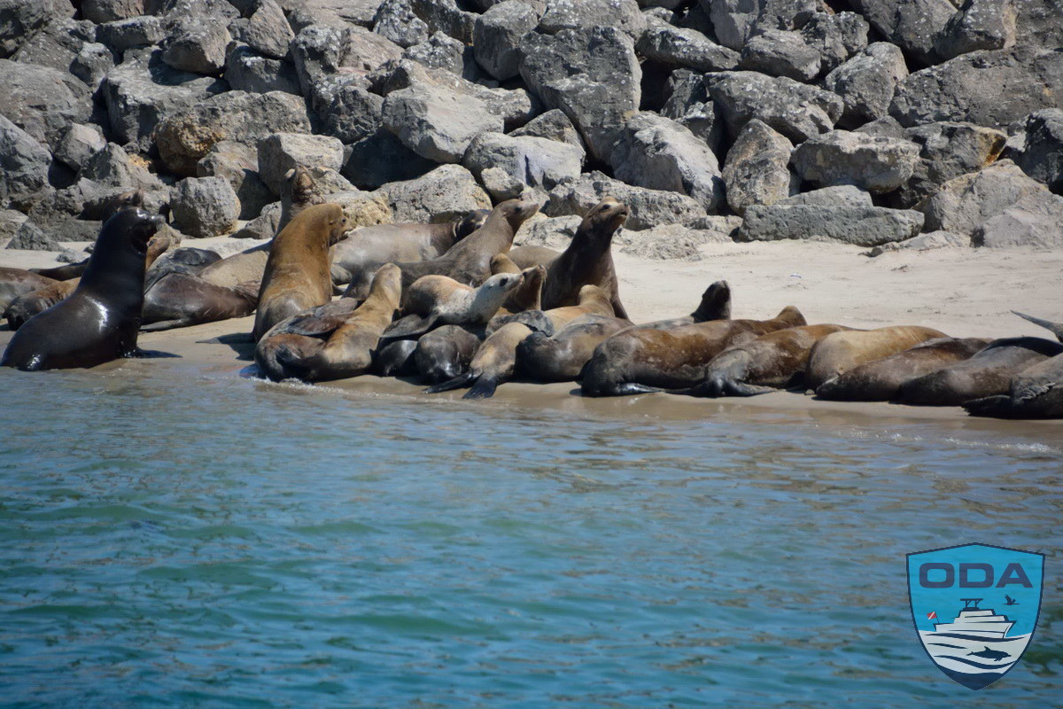 Seal lion colony 