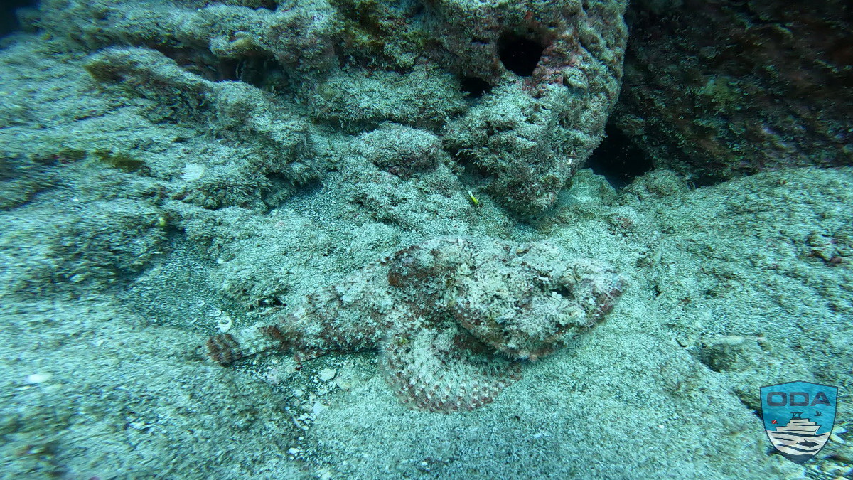 Scorpionfish hiding in the sand