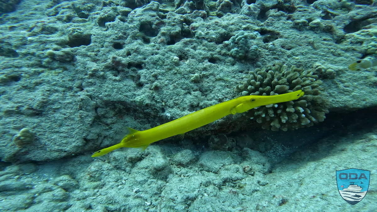Bright yellow, skinny Trumpet fish