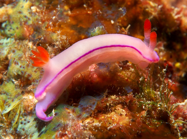 Thorunna-kahuna nudibranch                                                                                                         