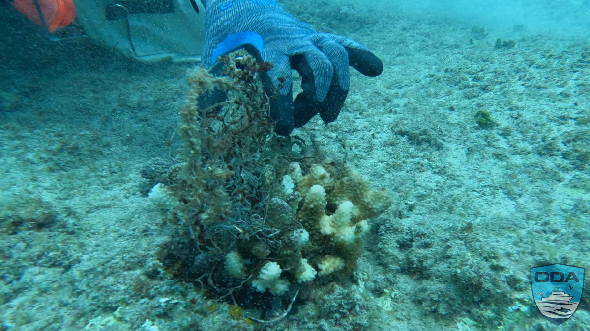 Horrific example of how the fishing line wraps around the corals.