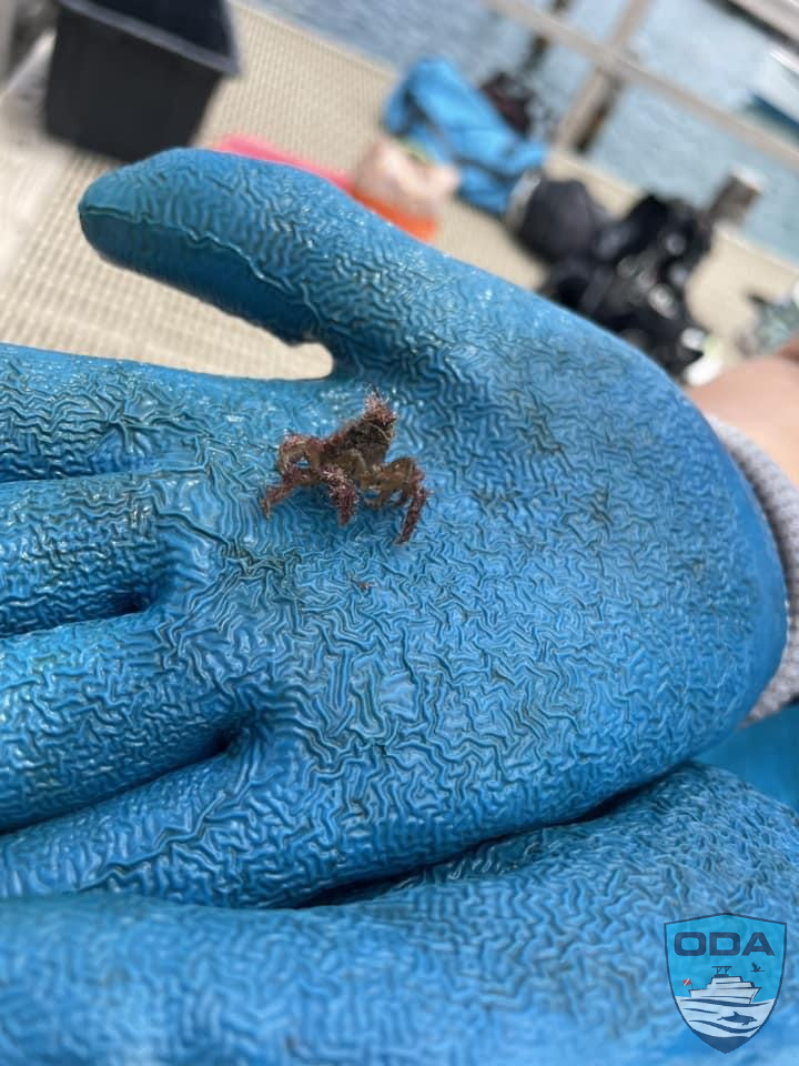 Rescued baby crab